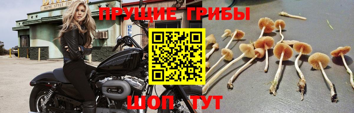 Галлюциногенные грибы MAGIC MUSHROOMS Избербаш